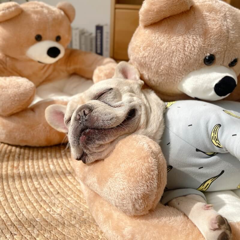 Cute Detachable Cuddle Bear Dog & Cat Bed