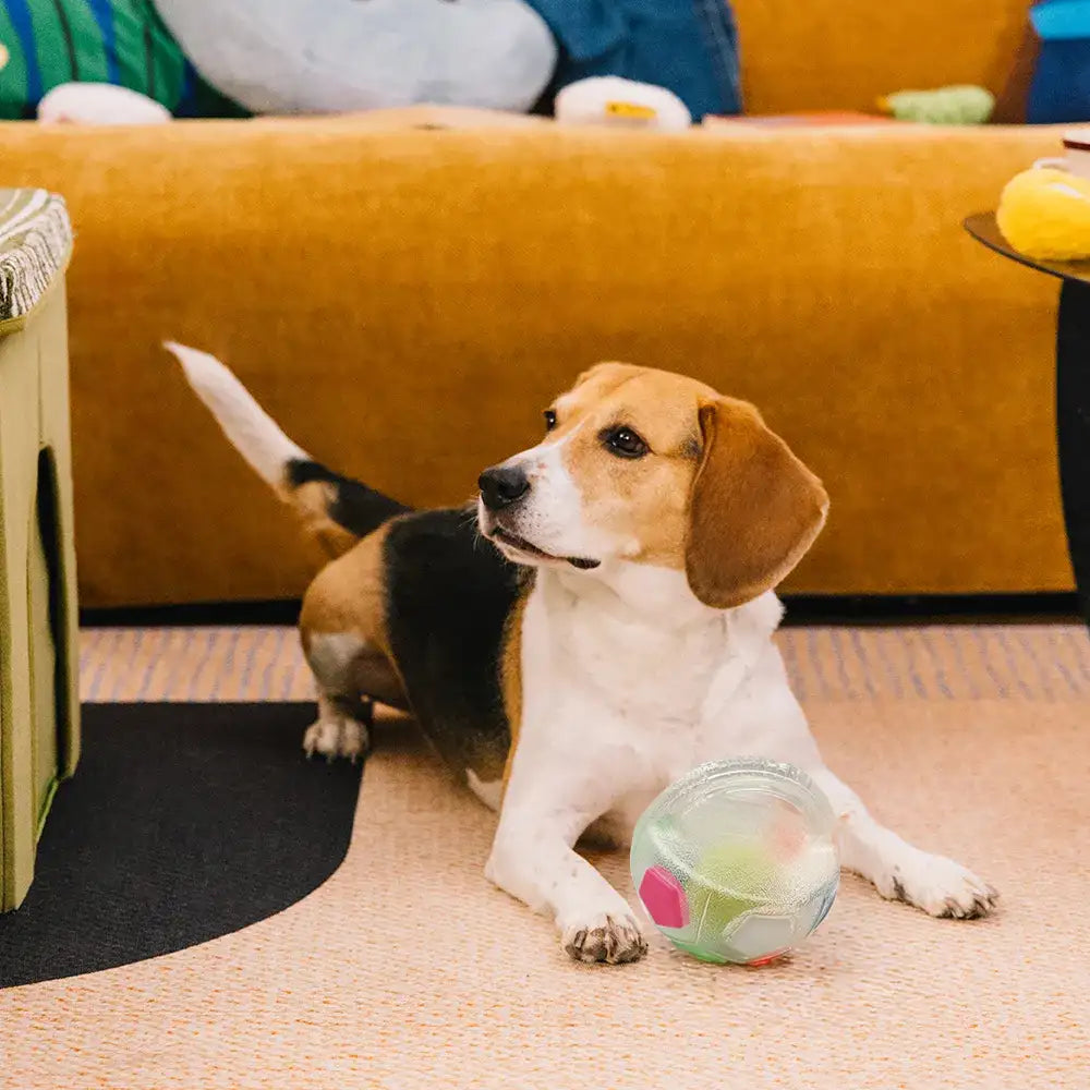 Dog Toy Soccer Ball with Handle Floating Chew Toy