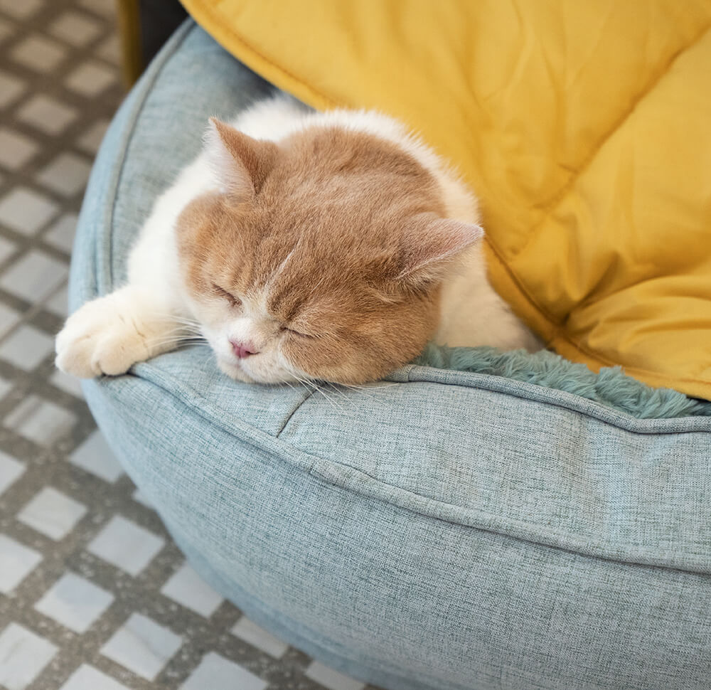 Calming Leaf Shape Dog Blanket With Donut Dog Bed