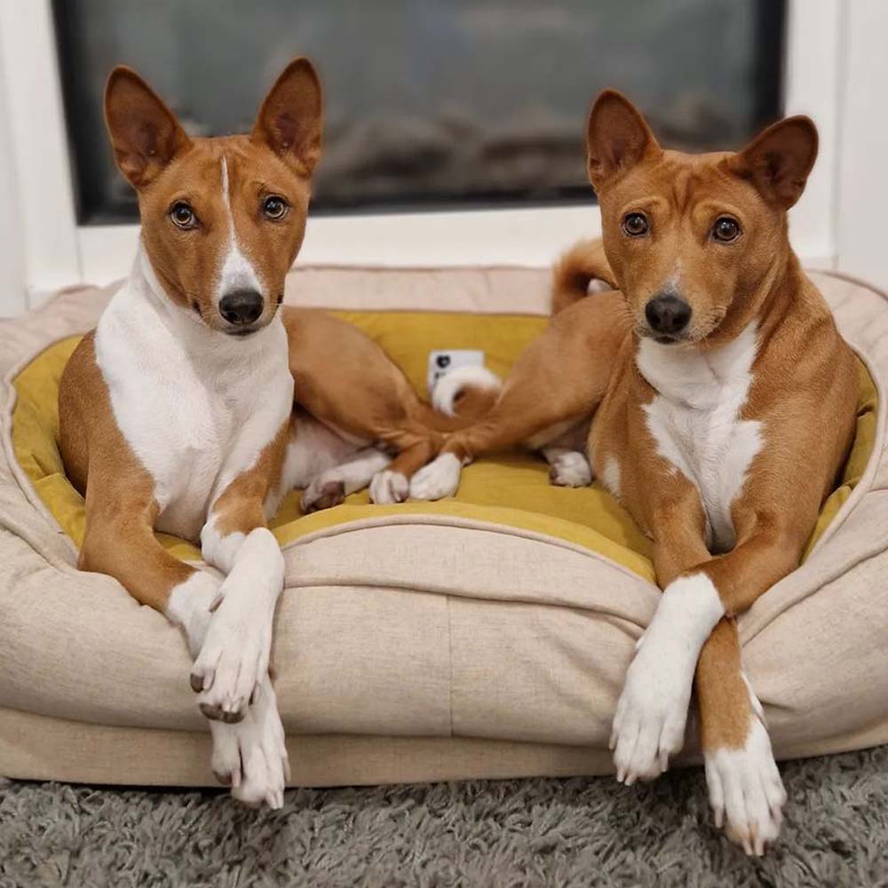 Orthopaedic Machine Washable Dog Bed Calming Bed - Donut